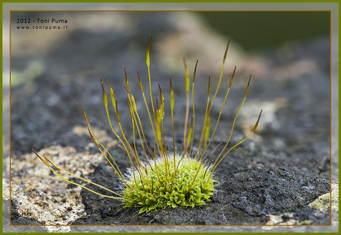 Briofita siciliana:  Tortula muralis